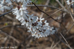 Jupiter8 50mm F2