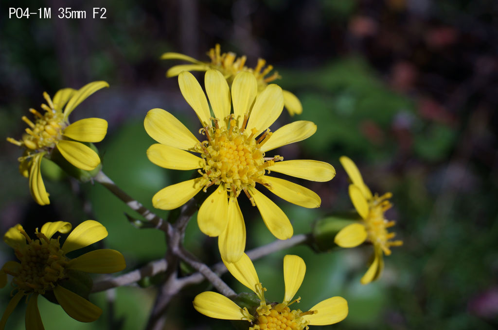 PO4-1M 35mm F2