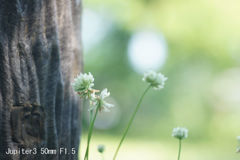 Jupiter3 50mm F1.5