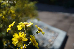 PO4-1M 35mm F2