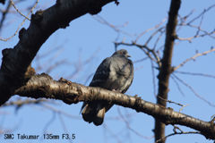 SMC Takumar 135mm F3.5
