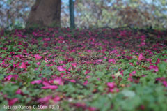 Retina-Xenon C 50mm F2.0