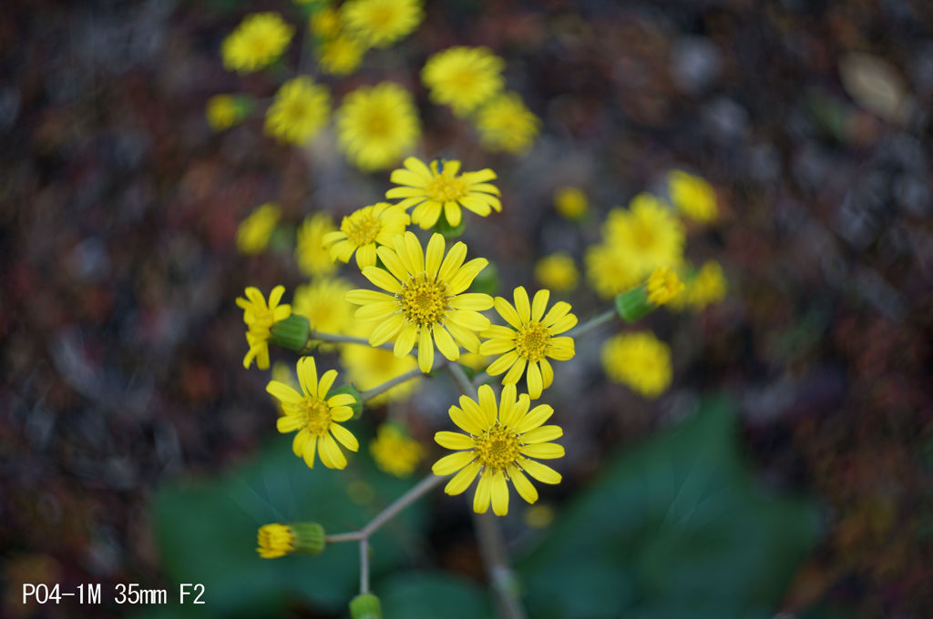 PO4-1M 35mm F2