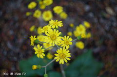 PO4-1M 35mm F2