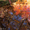 Canon SE 45mm F1.9