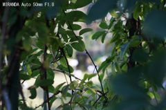 レンズ名：MIRANDA Auto 50mm F1.8