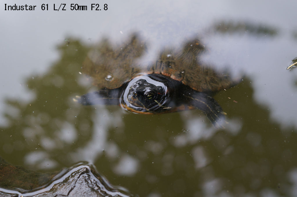 レンズ名：Industar 61 L/Z 50mm F2.8
