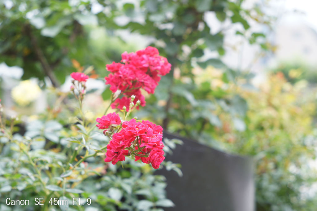 Canon SE 45mm F1.9