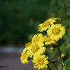 レンズ名：Jupiter8 50mm F2