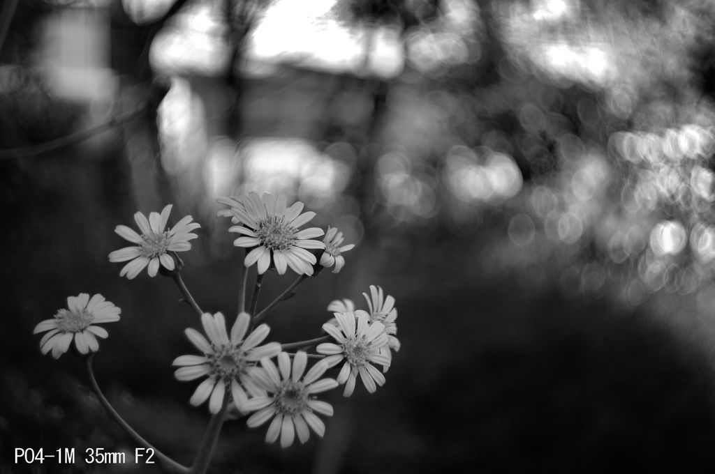 PO4-1M 35mm F2