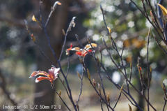 Industar 61 L/Z 50mm F2.8