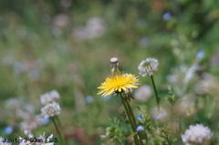 Jupiter3 50mm F1.5