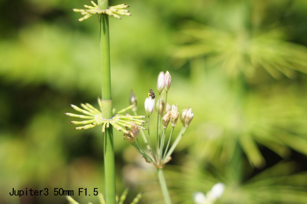 レンズ名：Jupiter3 50mm F1.5