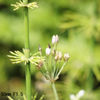 レンズ名：Jupiter3 50mm F1.5