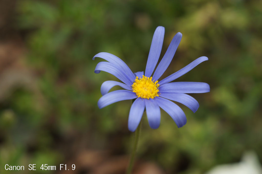 レンズ名：Canon SE 45mm F1.9