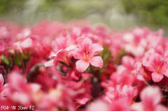 PO4-1M 35mm F2