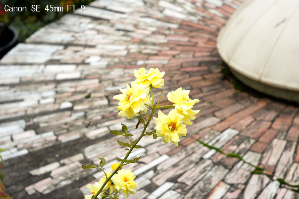 Canon SE 45mm F1.9
