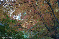 Canon SE 45mm F1.9
