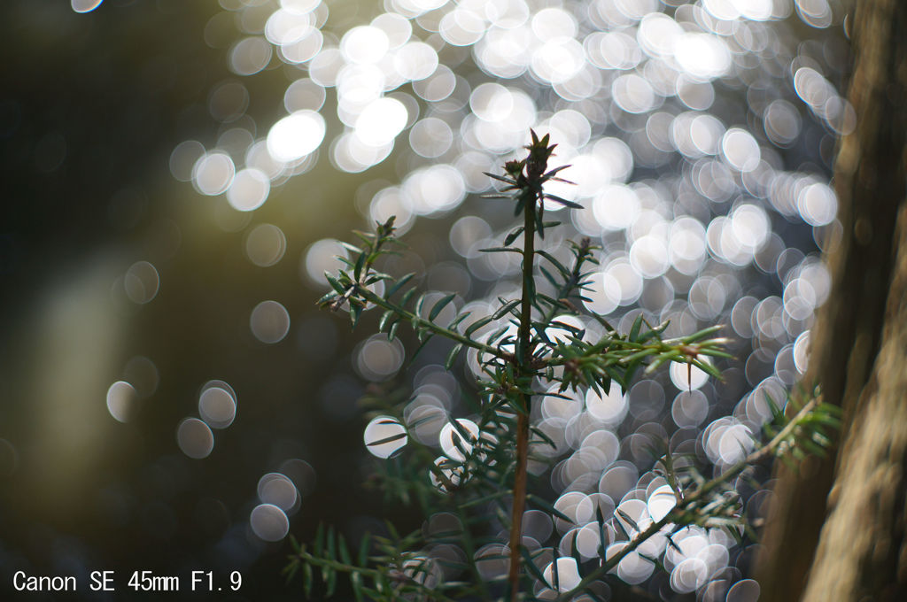 Canon SE 45mm F1.9