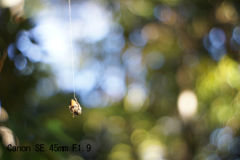 Canon SE 45mm F1.9