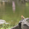 SMC Takumar 135mm F3.5