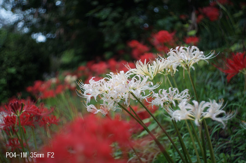 PO4-1M 35mm F2
