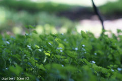 Jupiter8 50mm F2