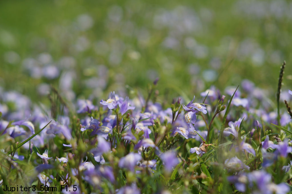 Jupiter3 50mm F1.5