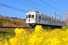 たま電車と菜の花
