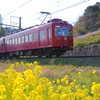 うめ星電車と菜の花
