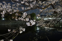 皇居の桜（2017年4月10日）