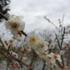 近所の梅