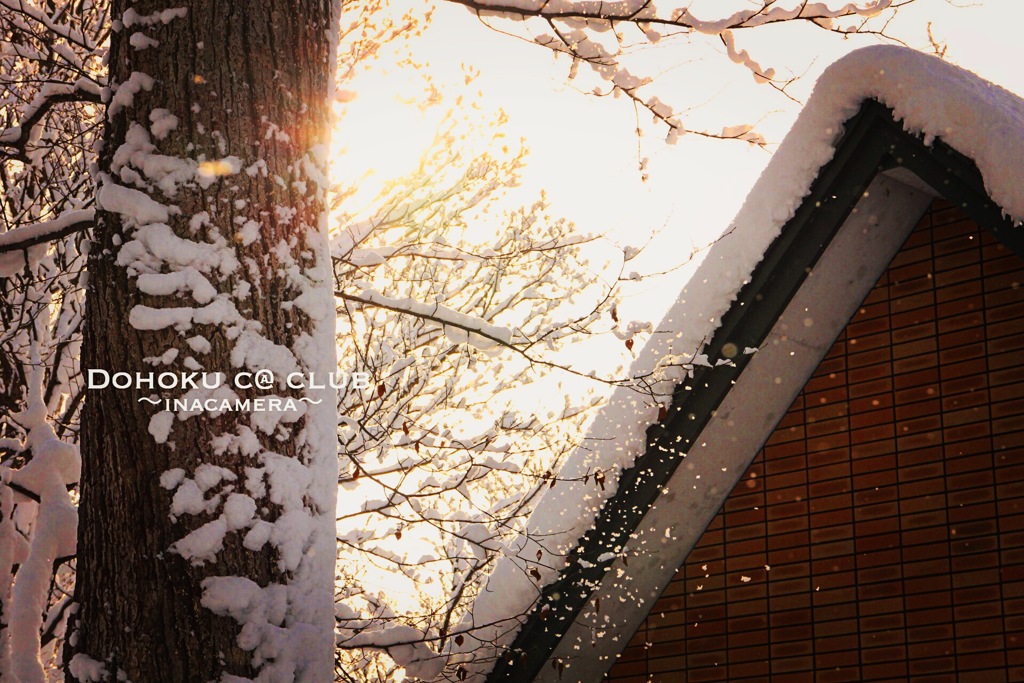 -10℃の朝に輝く雪