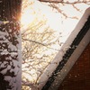 -10℃の朝に輝く雪