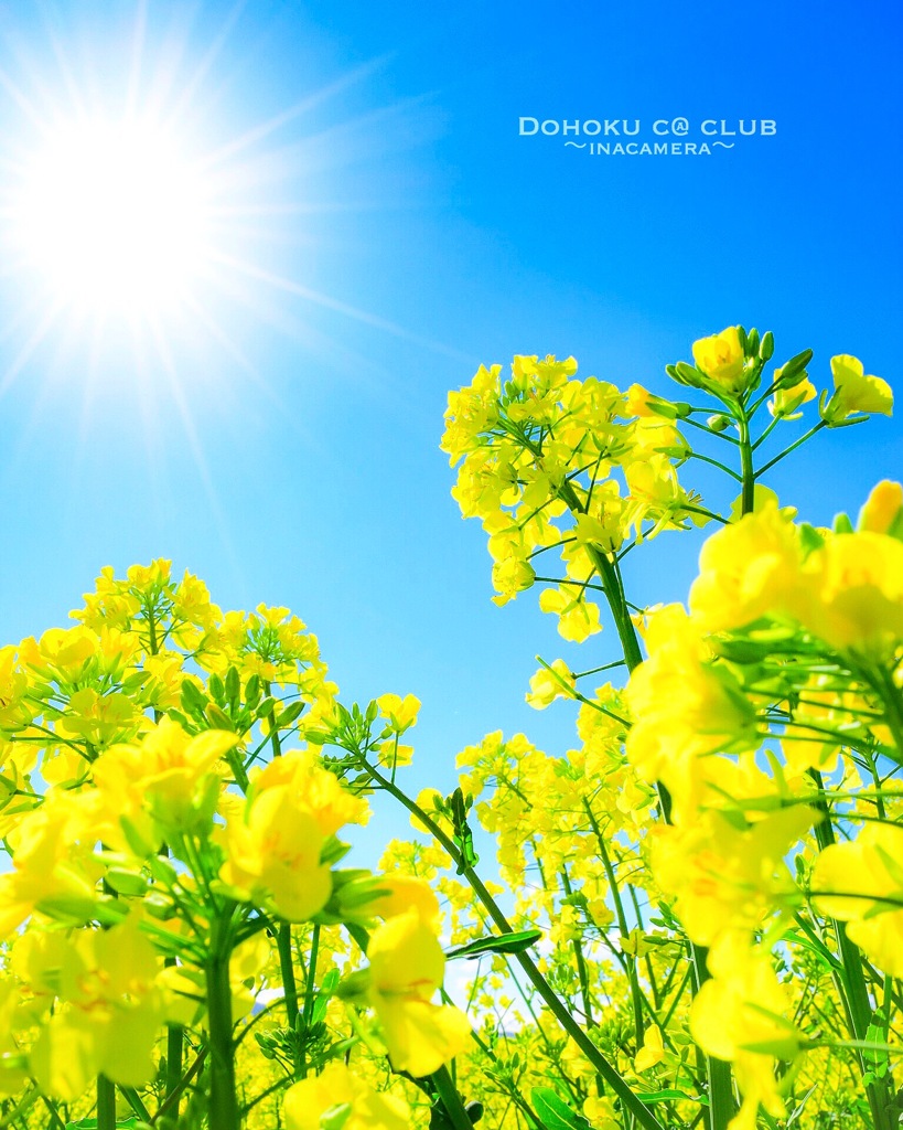 太陽に向かって
