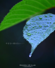 雨