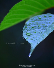 雨