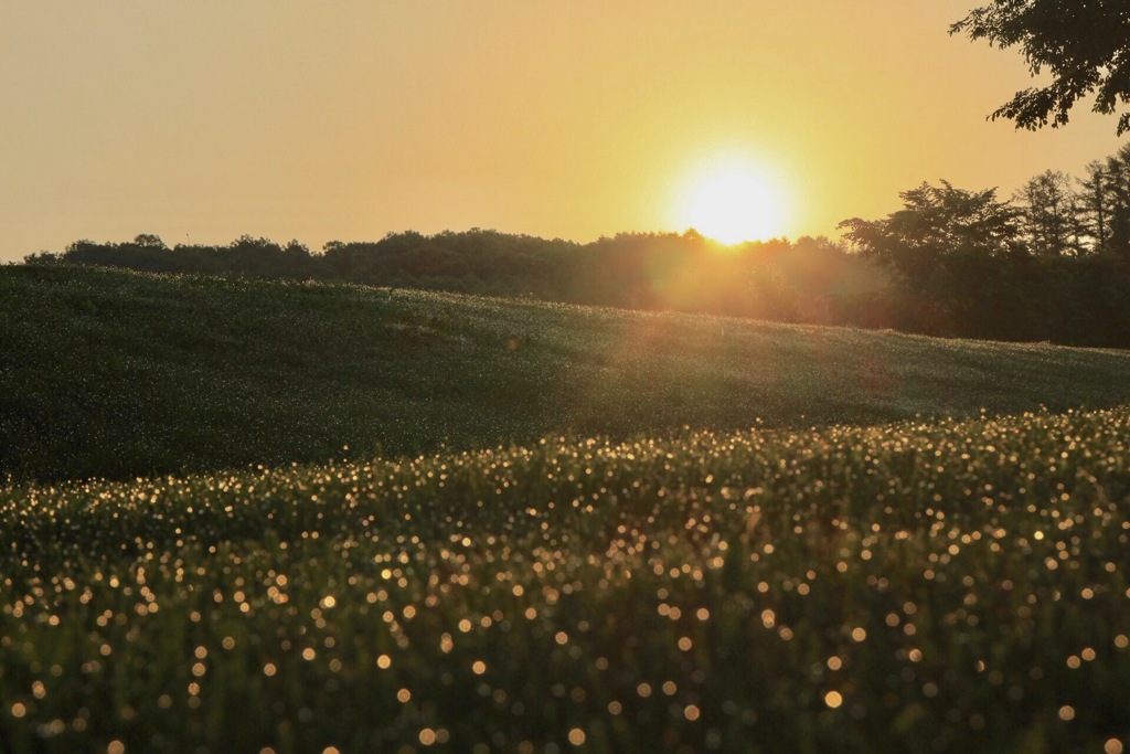 朝露のステージ