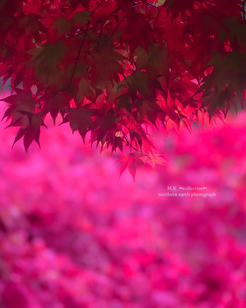 紅