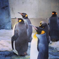 旭山動物園（冬季営業②）