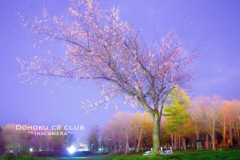 公園夜桜
