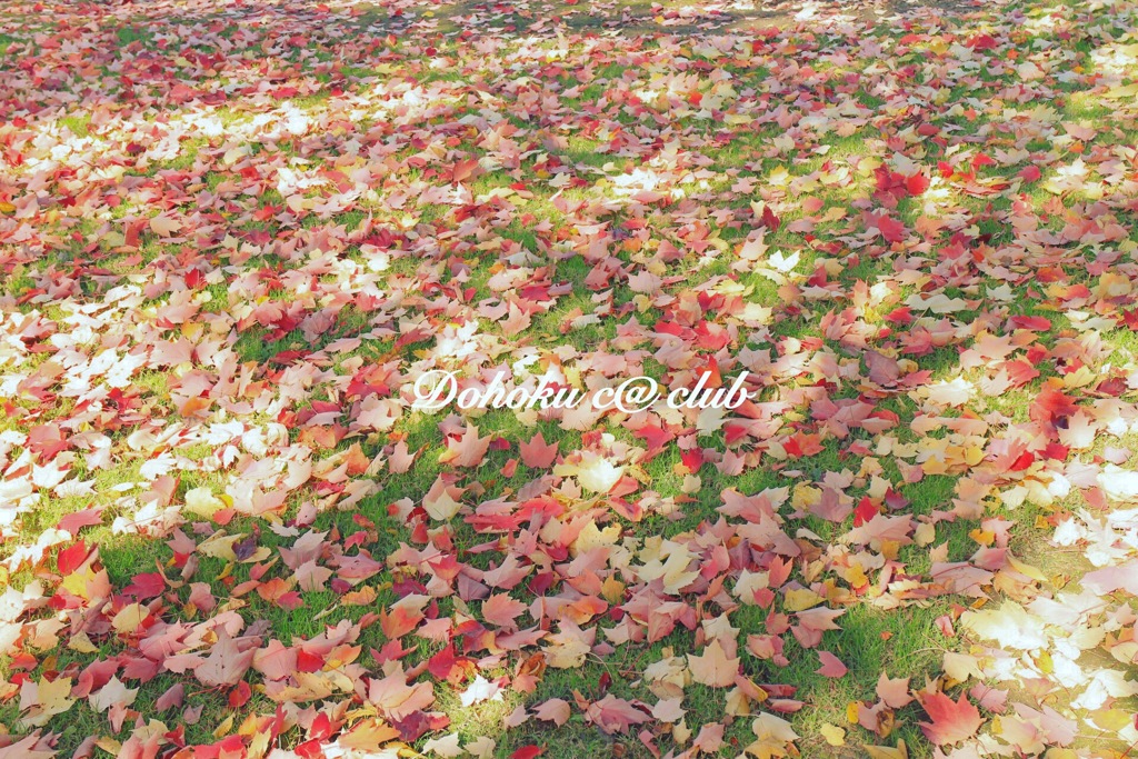 紅葉パッチワーク