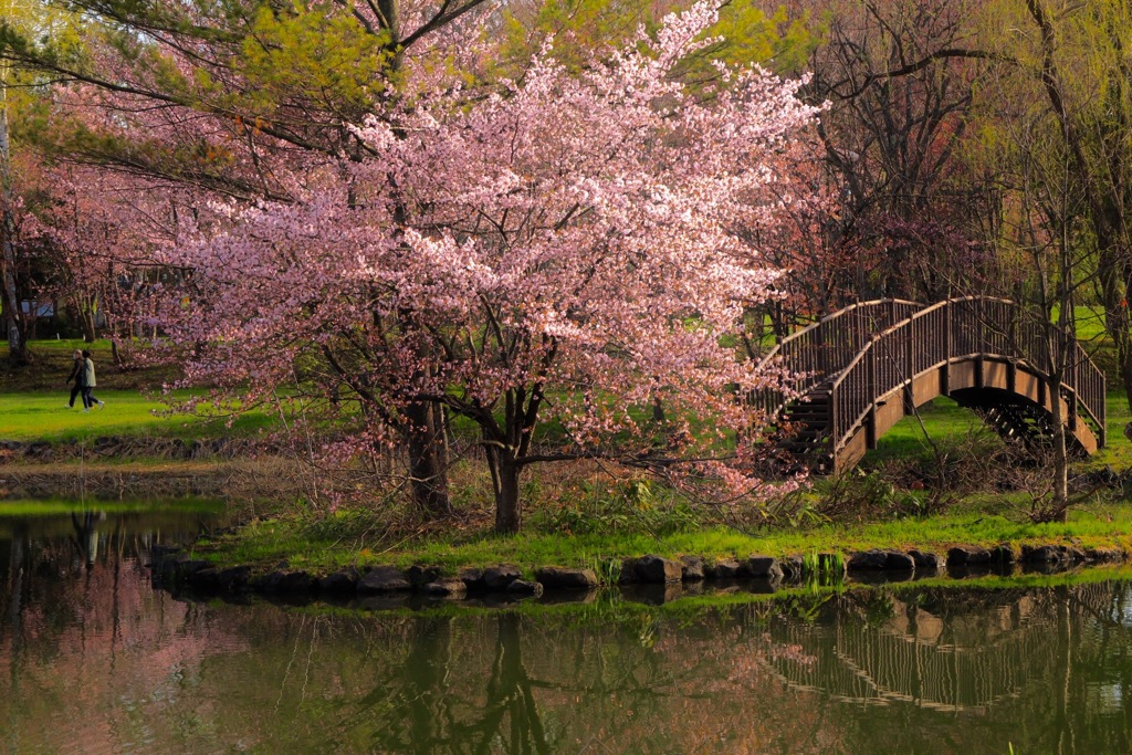 桜の季節