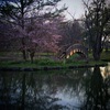 桜への架け橋