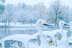 白鳥の湖