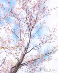 桜の木の下で