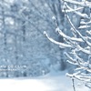 枝から落ちる粉雪待ちの30分間。鼻水凍りつく‥‥