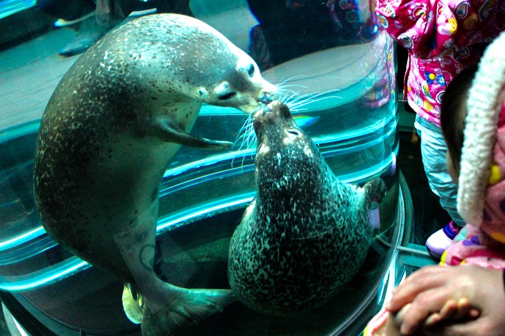 Kiss