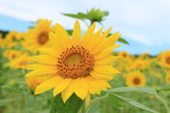 夏