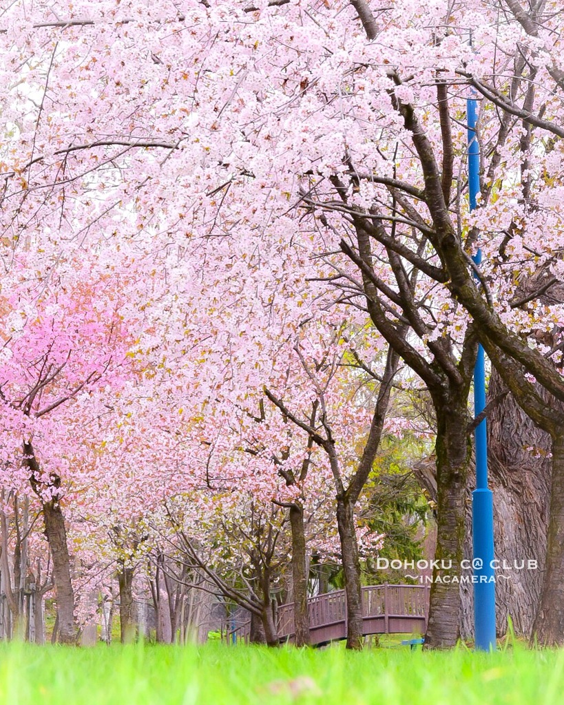 桜の散歩道